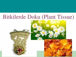 bitkilerde doku plant tissue