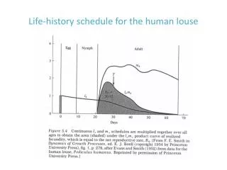 Life-history schedule for the human louse