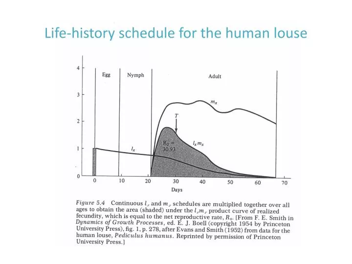 life history schedule for the human louse