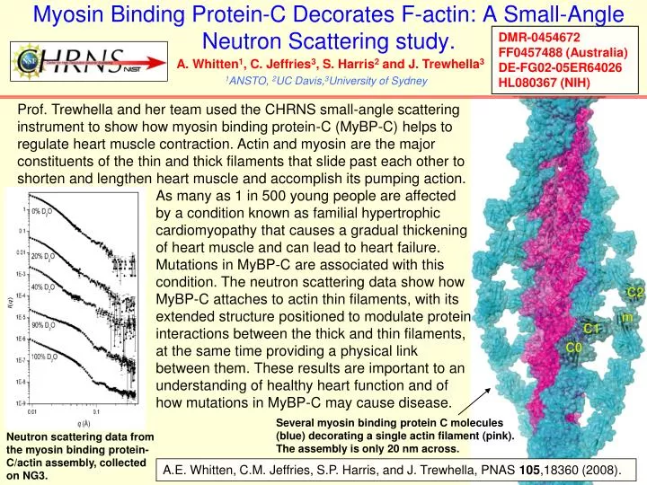 myosin binding protein c decorates f actin a small angle neutron scattering study