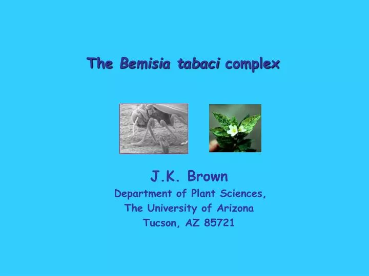 the bemisia tabaci complex