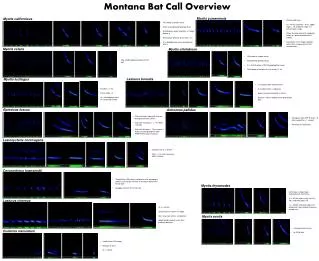 Montana Bat Call Overview