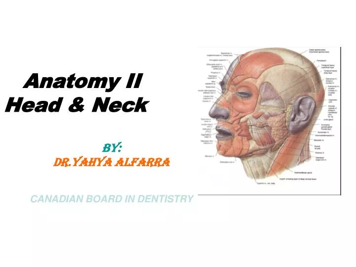 anatomy ii head neck by dr yahya alfarra canadian board in dentistry