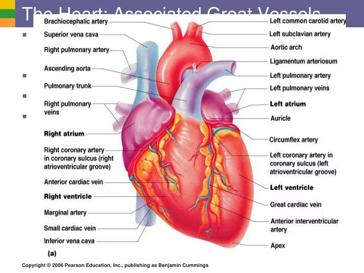 the heart associated great vessels