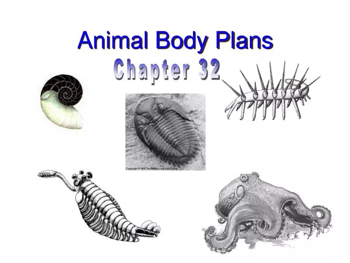 animal body plans