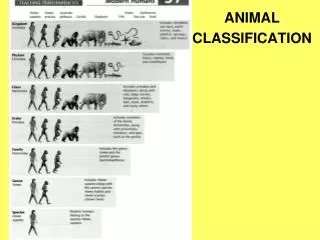 ANIMAL CLASSIFICATION