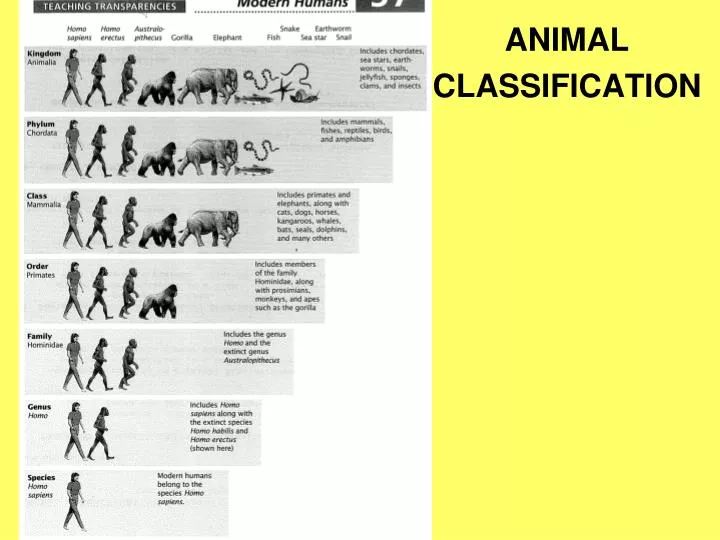 animal classification