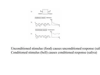 Unconditioned stimulus (food) causes unconditioned response (saliva)