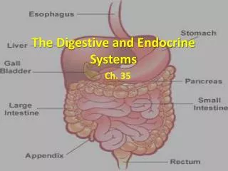 The Digestive and Endocrine Systems