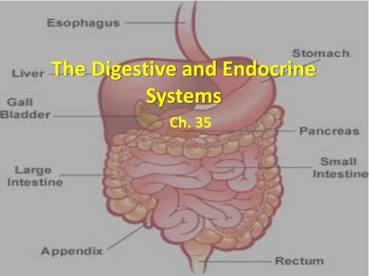 the digestive and endocrine systems