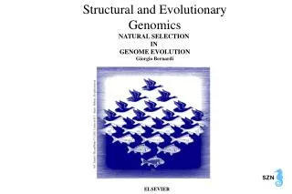 Structural and Evolutionary Genomics NATURAL SELECTION IN GENOME EVOLUTION Giorgio Bernardi
