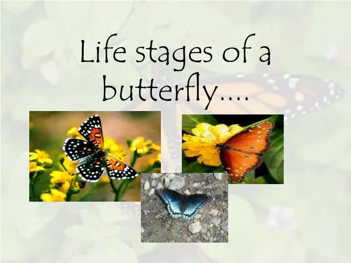 life stages of a butterfly