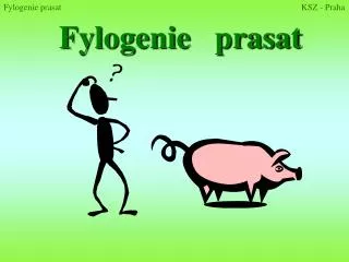 fylogenie prasat