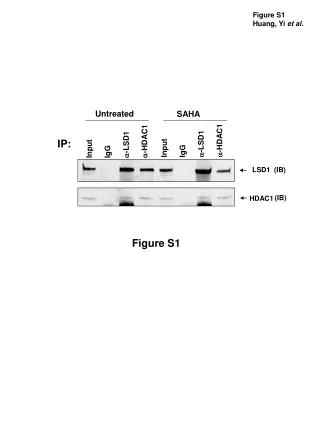 Input IgG a -LSD1 a -HDAC1