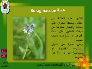 boraginaceae