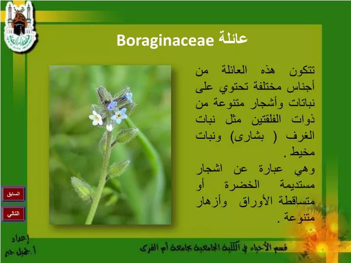 boraginaceae