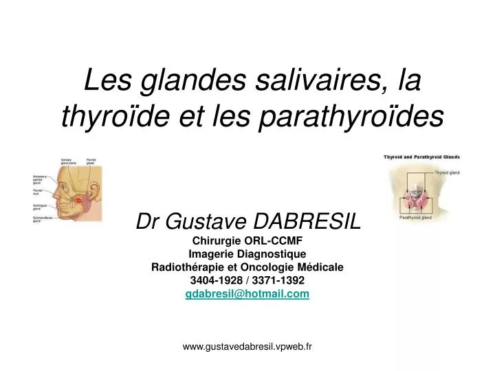 les glandes salivaires la thyro de et les parathyro des