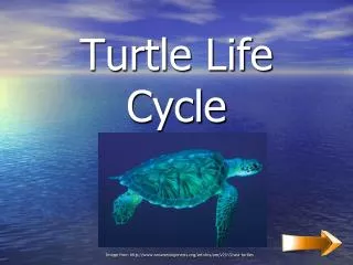 Turtle Life Cycle