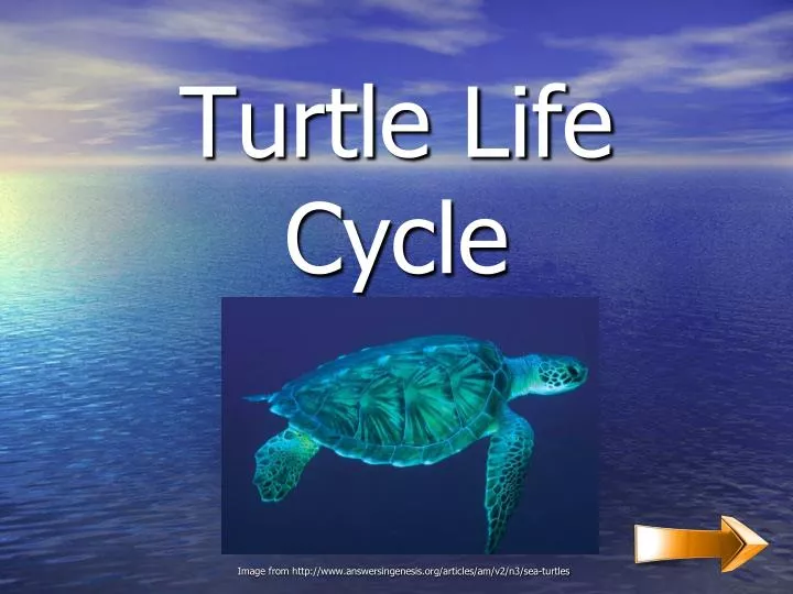 turtle life cycle