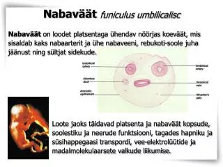 nabav t funiculus umbilicalisc