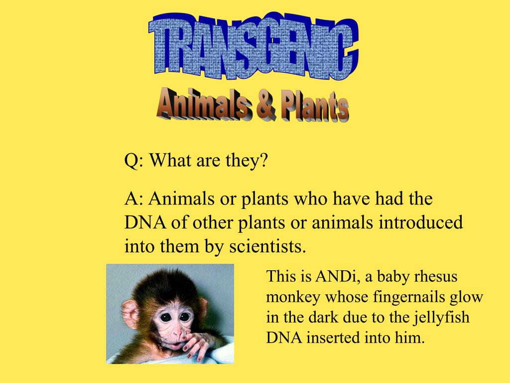 PPT - TRANSGENIC PowerPoint Presentation, free download - ID:4396025