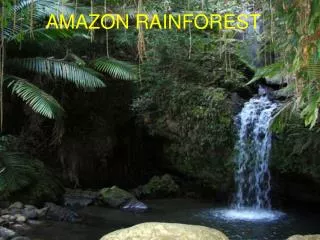 AMAZON RAINFOREST