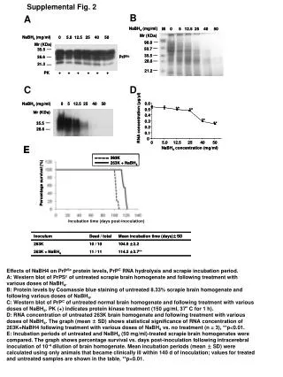 Effects of NaBH4 on PrP Sc protein levels, PrP C RNA hydrolysis and scrapie incubation period.
