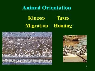 Animal Orientation