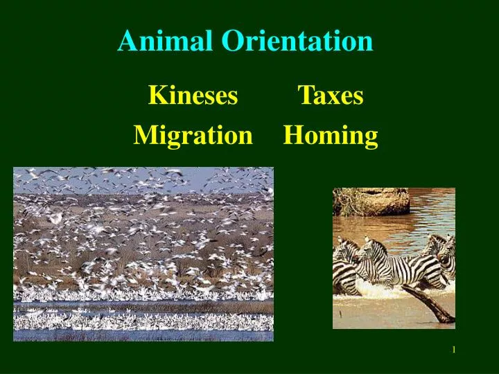 animal orientation