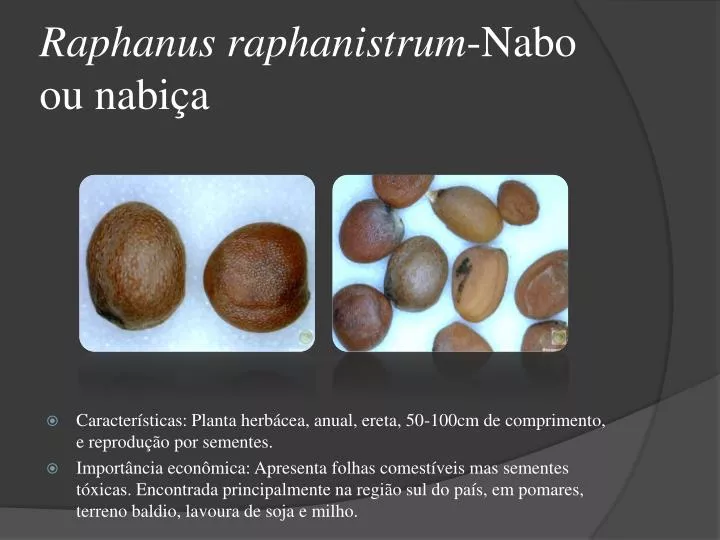 raphanus raphanistrum nabo ou nabi a