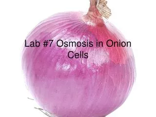 Lab #7 Osmosis in Onion Cells