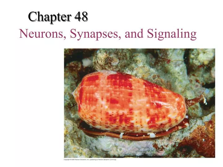 neurons synapses and signaling