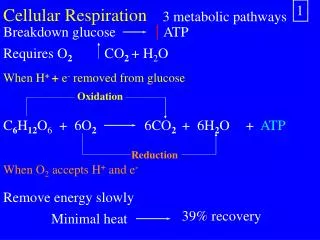 Cellular Respiration