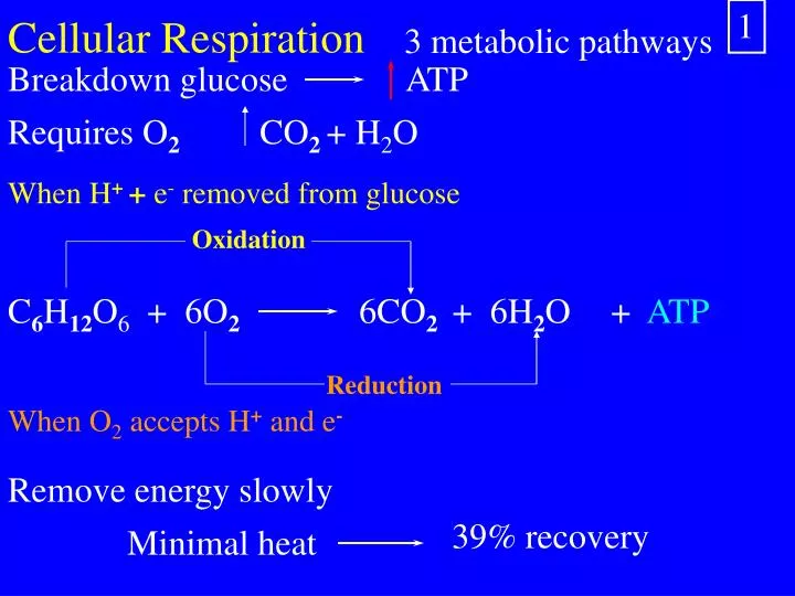 cellular respiration