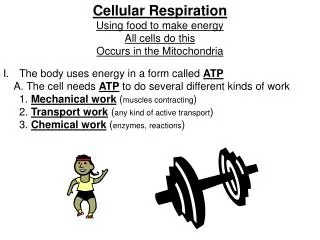 Cellular Respiration Using food to make energy All cells do this Occurs in the Mitochondria