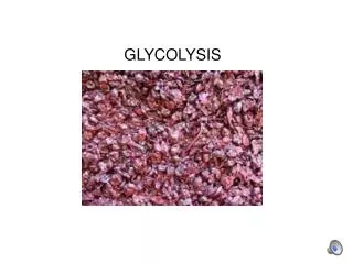 GLYCOLYSIS