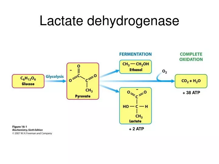 lactate dehydrogenase