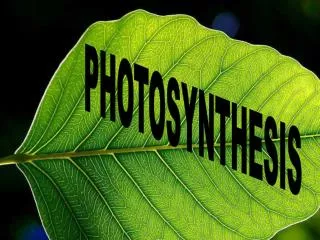 PHOTOSYNTHESIS