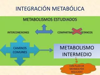 integraci n metab lica
