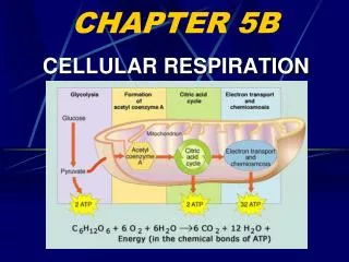 CHAPTER 5B