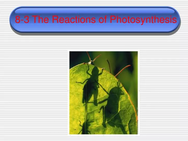 8 3 the reactions of photosynthesis