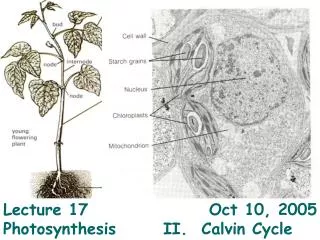 Lecture 17				 Oct 10, 2005 Photosynthesis 	II. Calvin Cycle