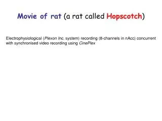 Movie of rat (a rat called Hopscotch )