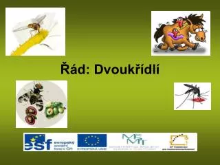 d dvouk dl