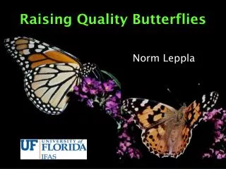 Raising Quality Butterflies