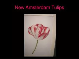 New Amsterdam Tulips