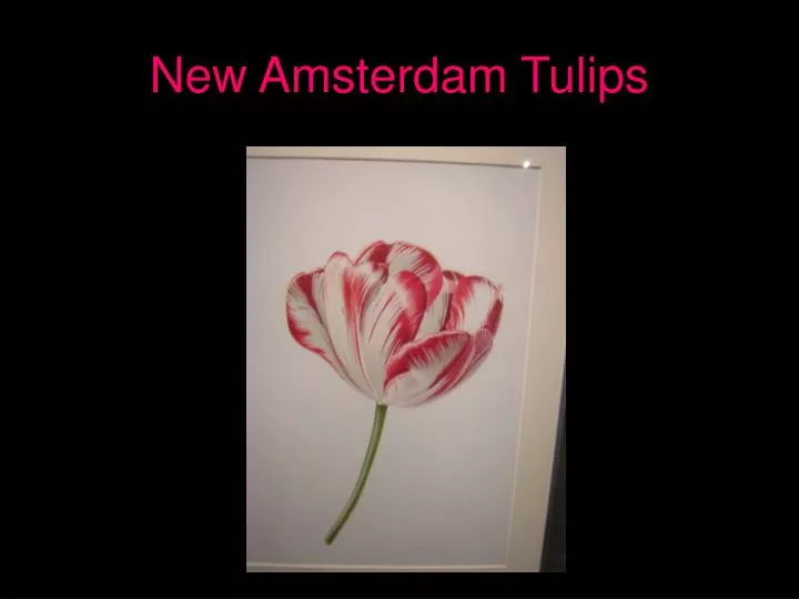 new amsterdam tulips