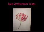 New Amsterdam Tulips