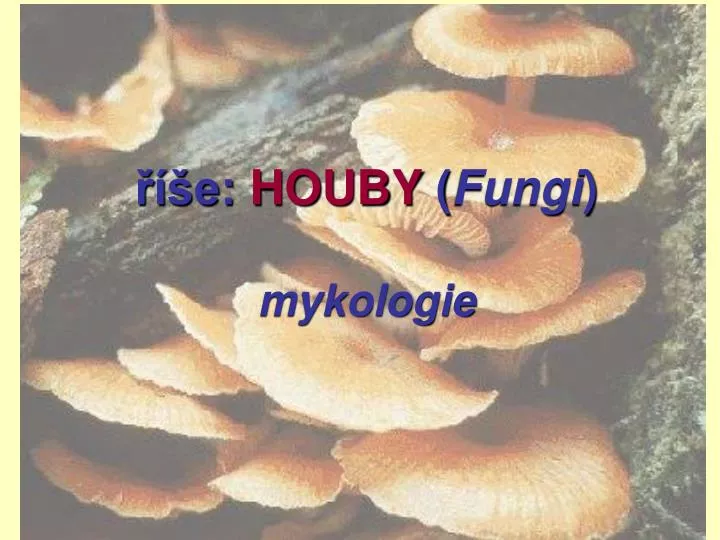 e houby fungi mykologie