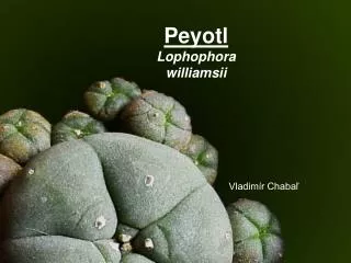 peyotl lophophora williamsii